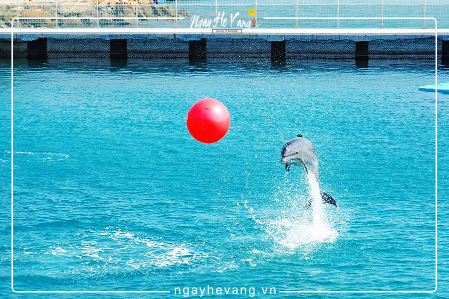 Xiếc cá heo & hải cẩu Vinpearl Nha Trang