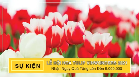 Lễ hội hoa Tulip Vinwonders Nha Trang nơi ngập tràn sắc xuân 2021
