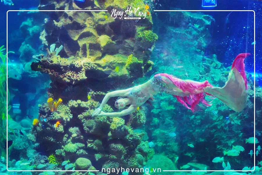 Biểu diễn nàng tiên cá Vinpearl Nha Trang