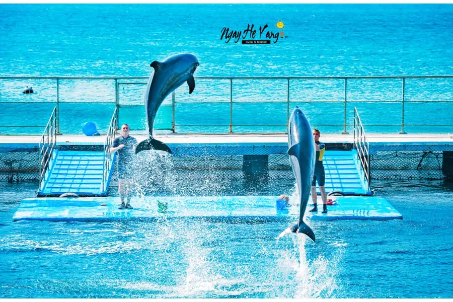 Show diễn cá Heo tại Vinpearl Land