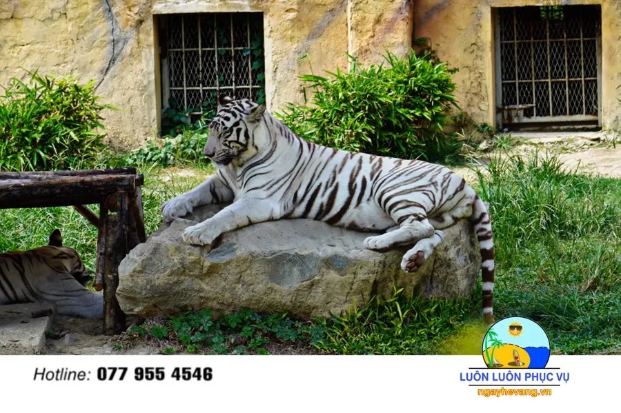 Vườn thú quý vương vinpearl land Nha Trang