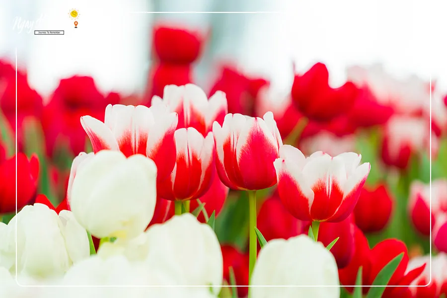 Vườn hoa Tulip