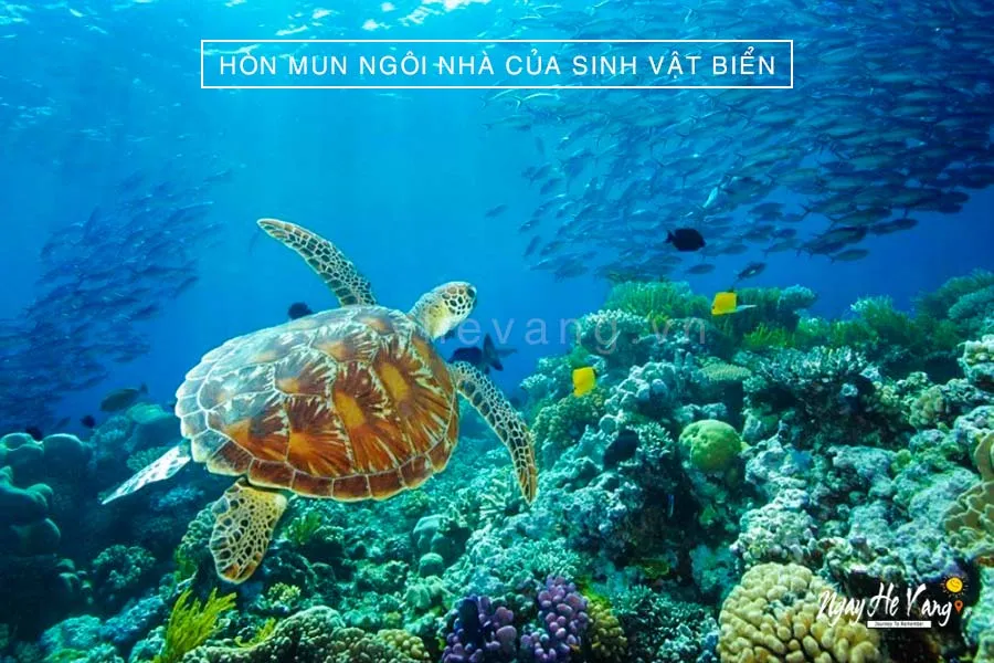 Hệ Sinh Thái Đa Dạng Tại Hòn Mun